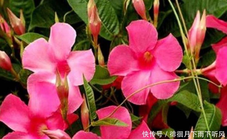 4种花是“开花大户”,花朵大花期长,比牡丹还美,年年开花美翻