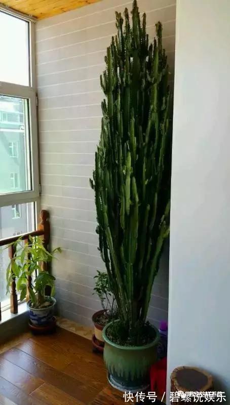花花|20年的兰花，100年的仙人掌长什么样开眼了！