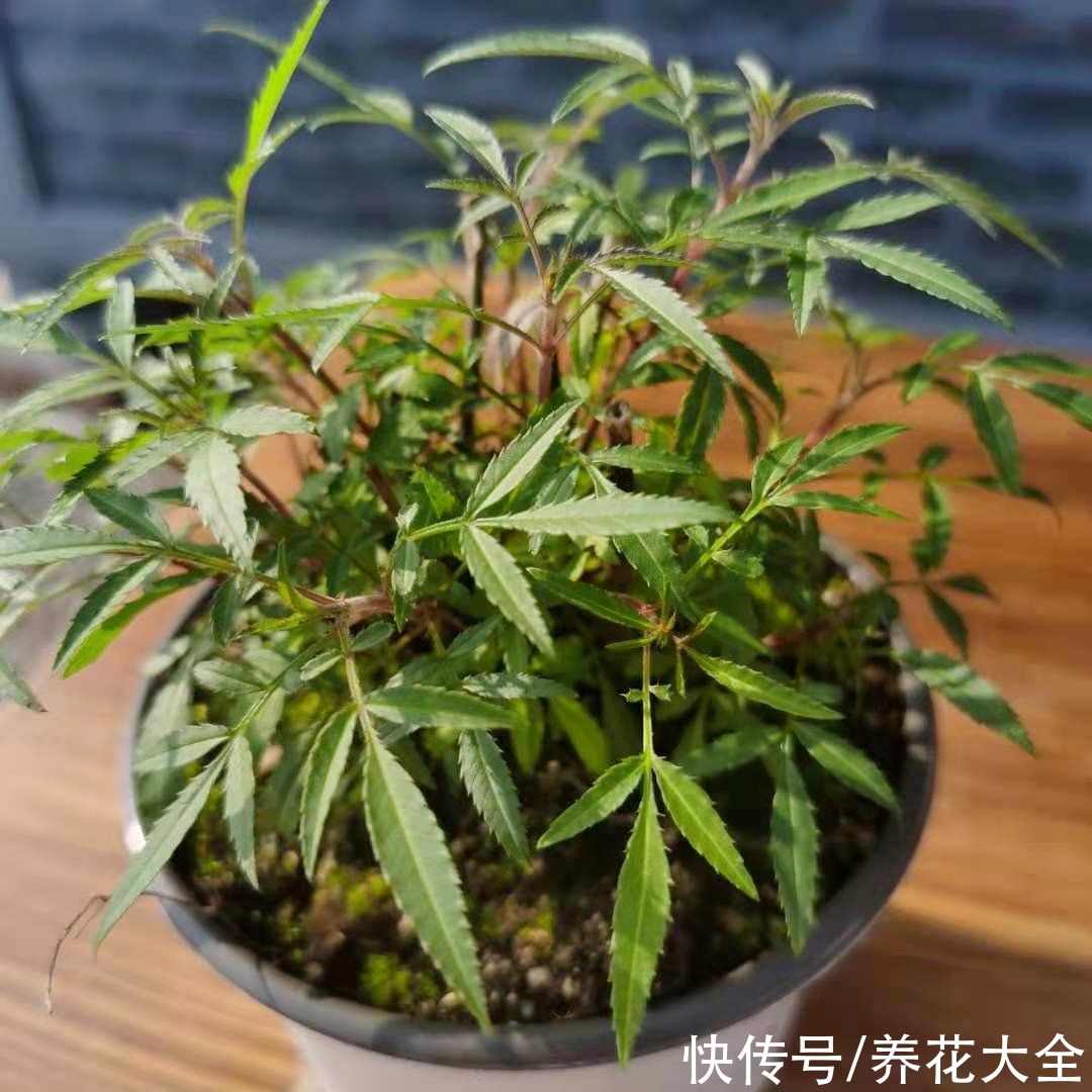 家里养盆“驱虫花”，蚊虫全被吓跑了，夜夜睡的香