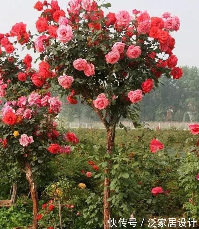 养月季，学会这个小动作，月季轻松长成树，花开满枝