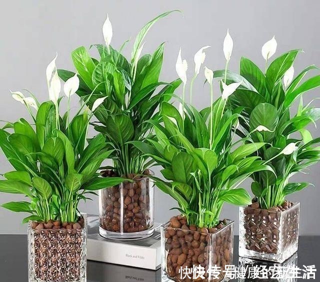 种花|这5种花,天生不能晒,一晒就黄了,不信你就试试!