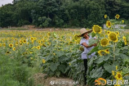 花海|靓到飞起！白云这里有一大片向日葵花海~