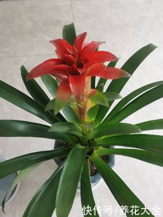 复花性|这3种花开完花就扔掉，第二年开花几率很小，别浪费时间