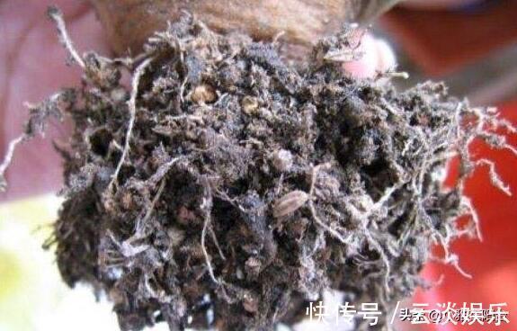 根系|栽种多肉前,这1步不能缺,做到后服盆更快,长得肥,状态美!