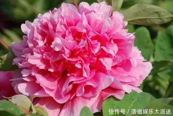 菊花|喜欢菊花，不如养盆“花中精品”赵粉牡丹，花形丰满，芳香馥郁