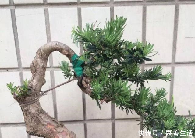 罗汉松不葱翠没状态,原因在这里,你做对了吗!