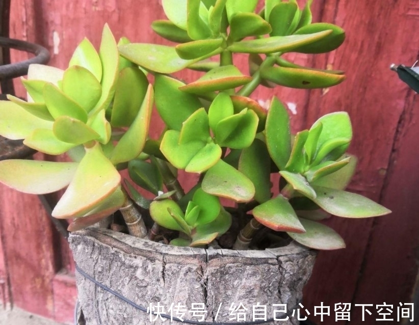 不会种玉树?注意这几点,轻松就能养好玉树