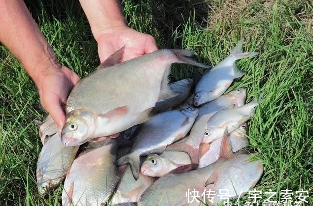 目数|钓了八年鱼,调了八年漂,今天才明白调几钓几其实并不重要