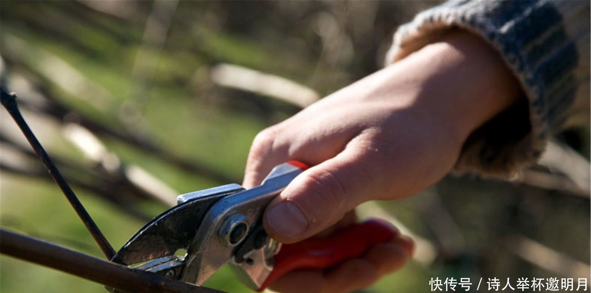 养花有这5个习惯,能让家里变得更加干净整洁,还能身心愉悦