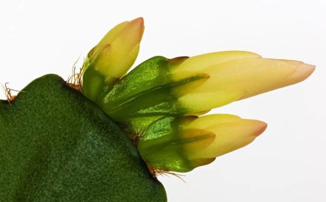 想让蟹爪兰花开不谢,掌握3个小秘密,花期能达100天