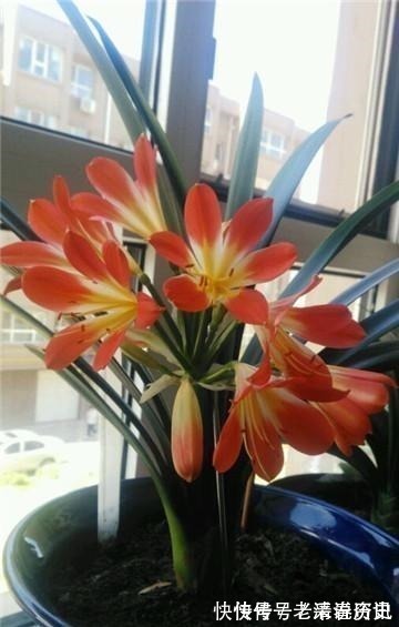 降温|养君子兰老花匠才不要淘米水,只滴这个,花剑爆盆蹭蹭长