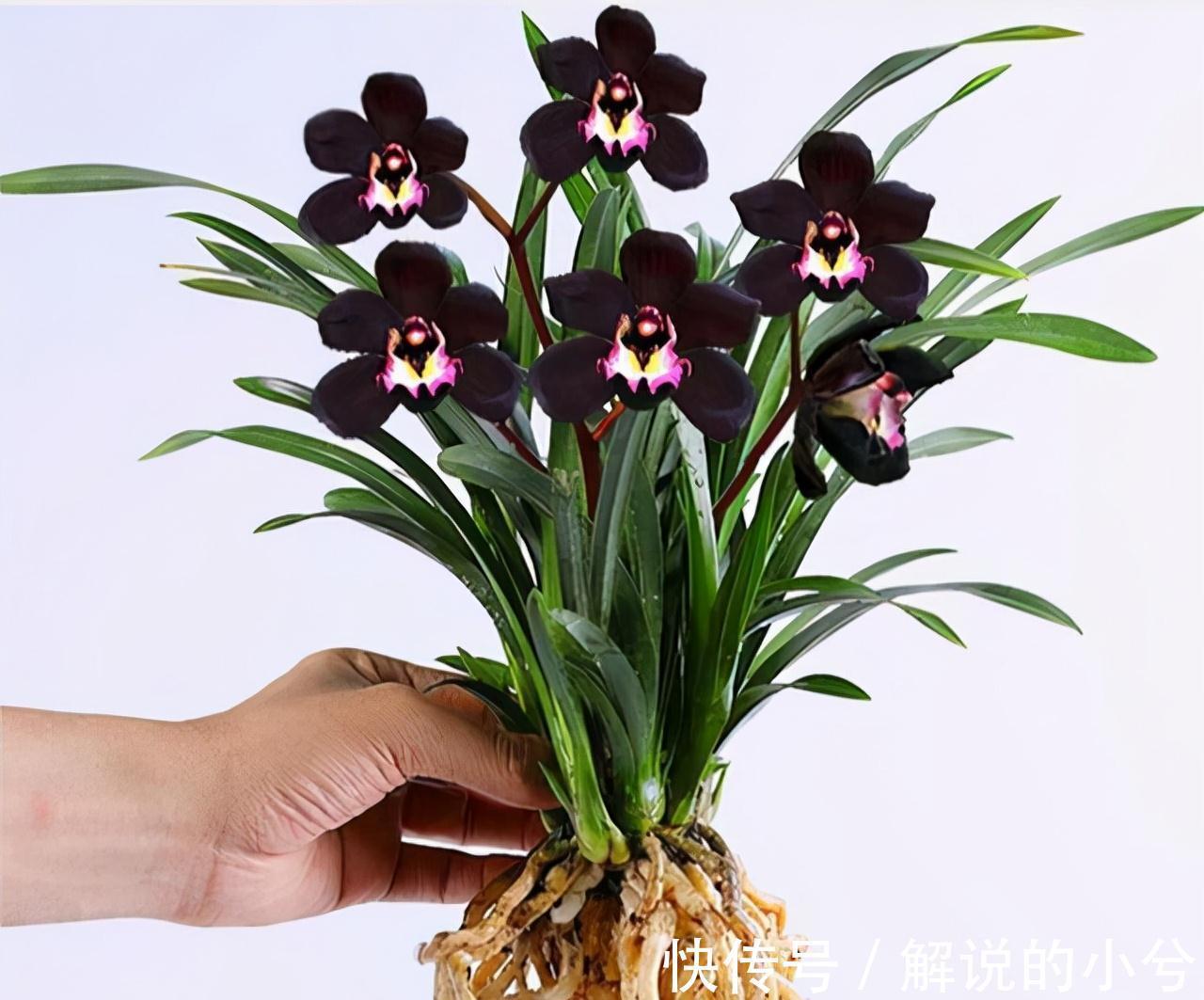 墨兰|老花匠都在养的兰花,花色神秘,意境高雅,兰香浓郁,值得拥有