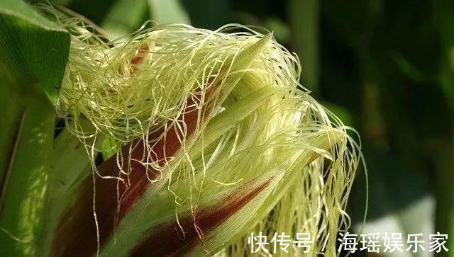 痛风发作|痛风最怕它,煮水喝不痛了!可惜很多人把它当垃圾,太可惜了