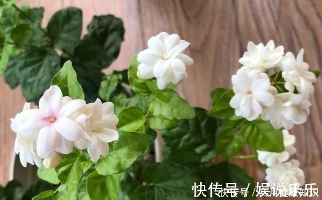 阳性|4种最耐晒的花,越晒花越多,夏季也不怕,家里有院子的可别错过!