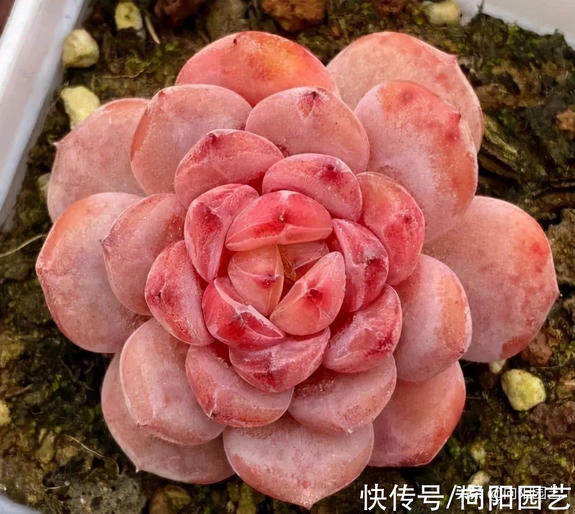 养多肉的4大“误区”,开春养多肉,最好不浇水,干土不烂根