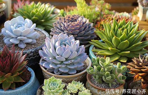 肥料|想要养好多肉,不要盲目“做傻事”,新手要避免掉,就能少踩坑