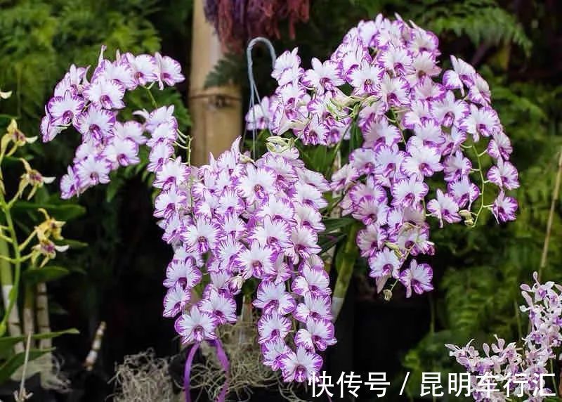 茉莉花|老中医最喜欢的五种花,家里养一盆,越养身体越健康,你家养了吗