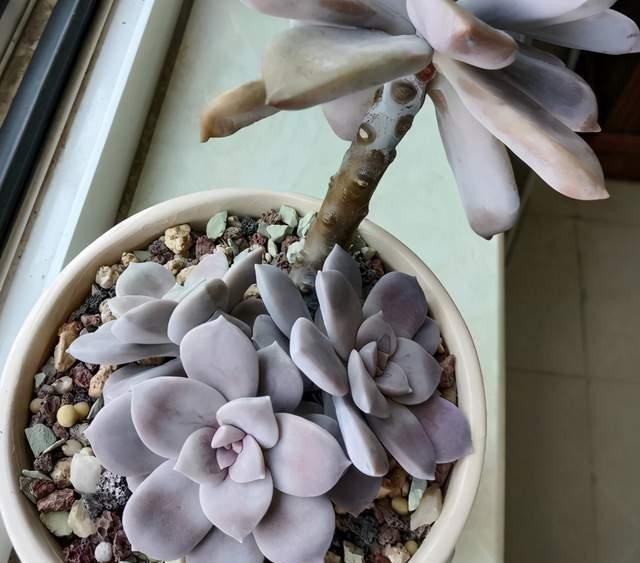 养护|紫乐多肉不一般,颜色漂亮又好养,冬天打理好了还能变成老桩