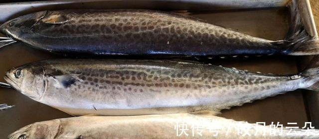 海产鱼|冬天吃鱼,会吃的人专挑这7种鱼,顺应时节营养高,贵点也值得!
