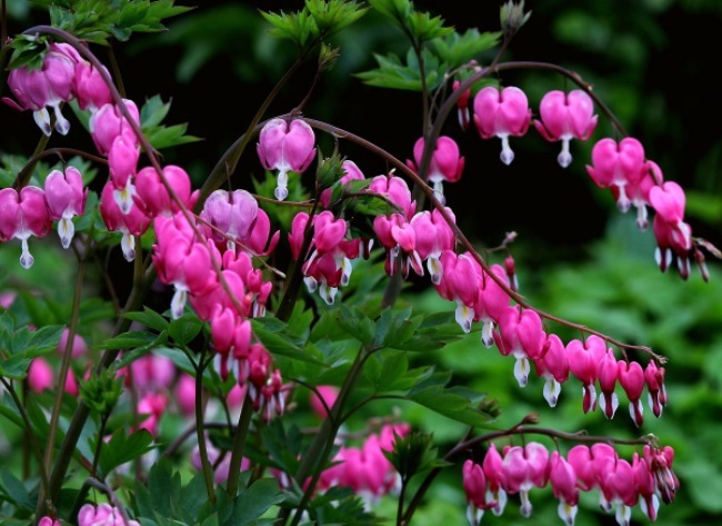有一种垂钓花，看起来很好看且有趣，就像是一个个的小荷包