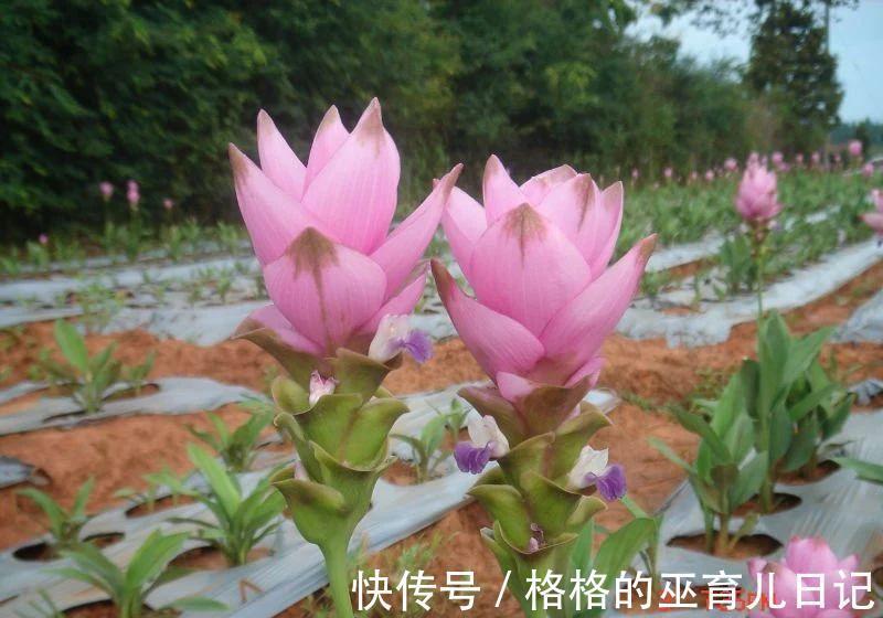 一块“大生姜”,开满粉荷花,家里养一盆,仙气飘飘,开花100天