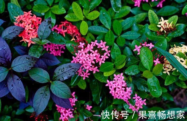 此花是寓意着要积极向前的花,就像是红色的绣球一样