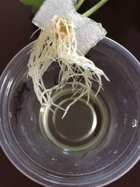 花苞|公认难养的花，养一盆死一盆，从来没有养活过！