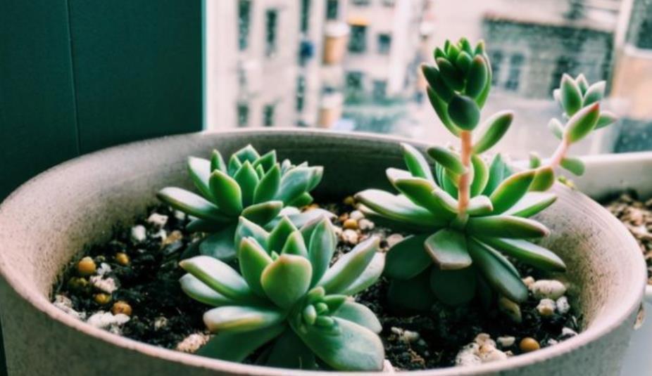 长势|多肉徒长摊大饼?教你这样操作,肉肉变美长势好