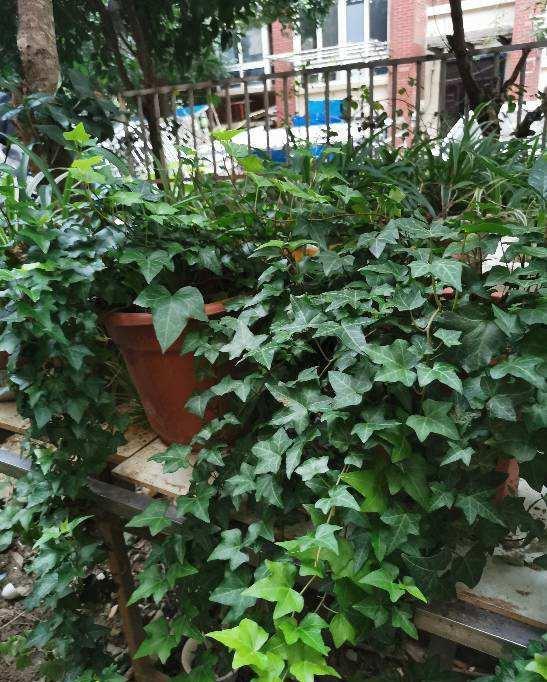 辛苦养的花,都让老公抽烟给“霍霍”了,真是没少吵架