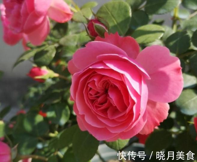 月季枝条不够壮开花少,该怎么办呢