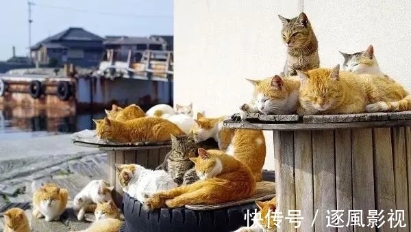 喵星人|日本怎么那么多撸猫圣地啊!