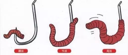 你真的会使用蚯蚓吗？许多钓友都错了，这样才能增加爆护的几率