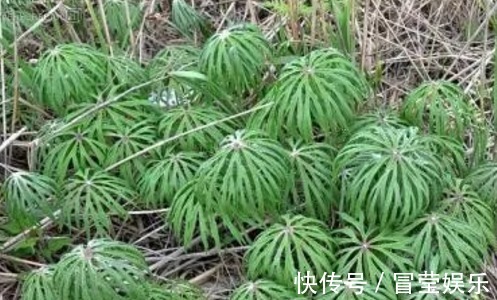 兔伞|乡下野草看起来像一把破伞，但很值钱，当你遇到它请珍惜