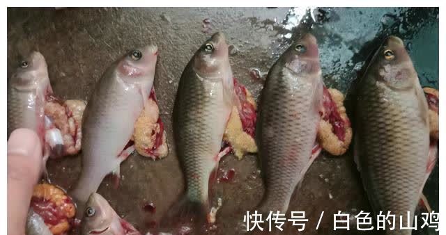 北江禾花鲤大爆发,将成生态问题?钓鱼人一天轻松钓50斤