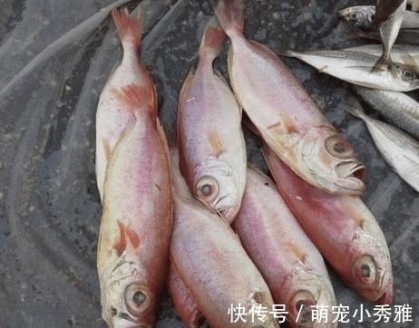 买鱼的时候，碰到这几种鱼赶快买，个头虽小，却营养十足！