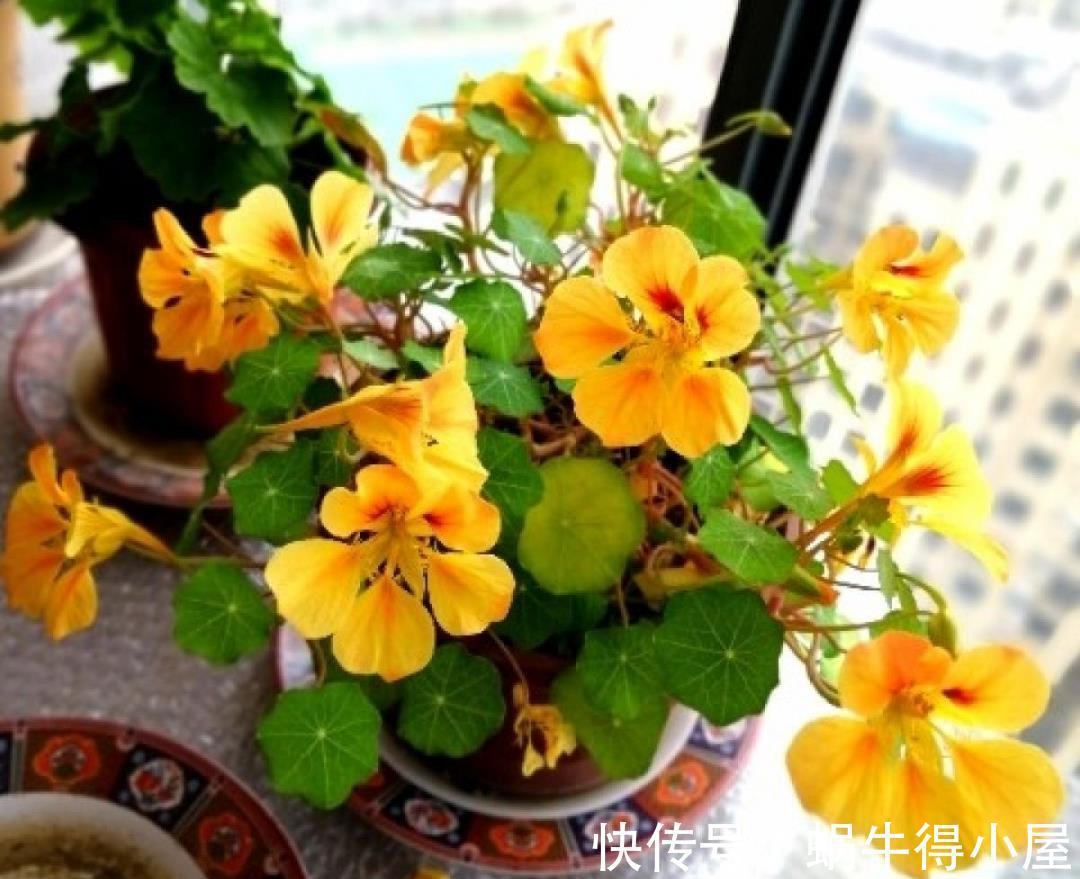 金枝玉叶|30℃以上，10种花就先别养了，买一盆死一盆，别怪我没提醒你