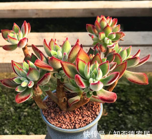 长势|秋天养锦晃星,学会3个技巧,新叶新芽长满盆,养成群生小老桩