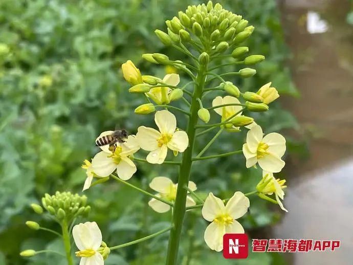 惊艳！福州首片彩色油菜花花海亮相！