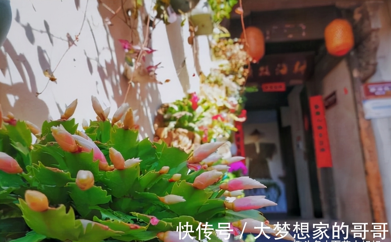 “花苞满头”的蟹爪兰有“5怕”，难怪总是掉花苞