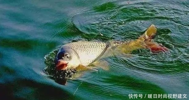鲤鱼|水库钓鲤鱼技巧