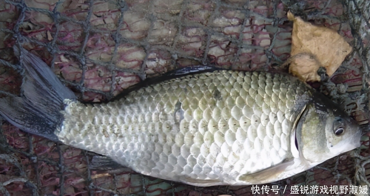 晚春钓鲫鱼,用这两个方法来打窝,大鲫鱼进窝的数量会更多些