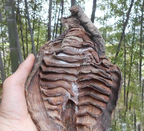 腹部|女人腹部和下半身有赘肉，非常建议常吃几种食物，瘦身营养两不误