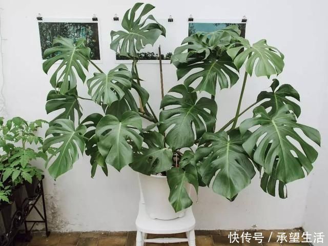 龟背竹|3种“大气花”越热越长个,新叶呼呼窜,室内百搭花,越长越高雅