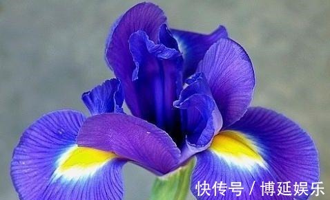 花卉|从8月24日开始，家养此款花卉，随意养都爆盆，花开上千朵