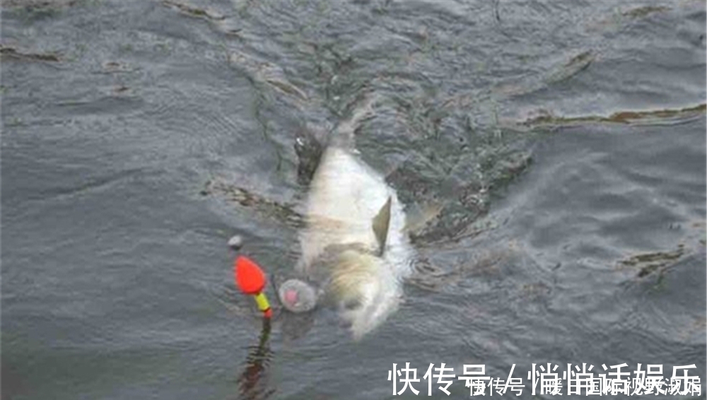 玉米粉|夏天远投浮漂鲢鳙,可以用这样的钓法,“专攻”大体型鲢鳙