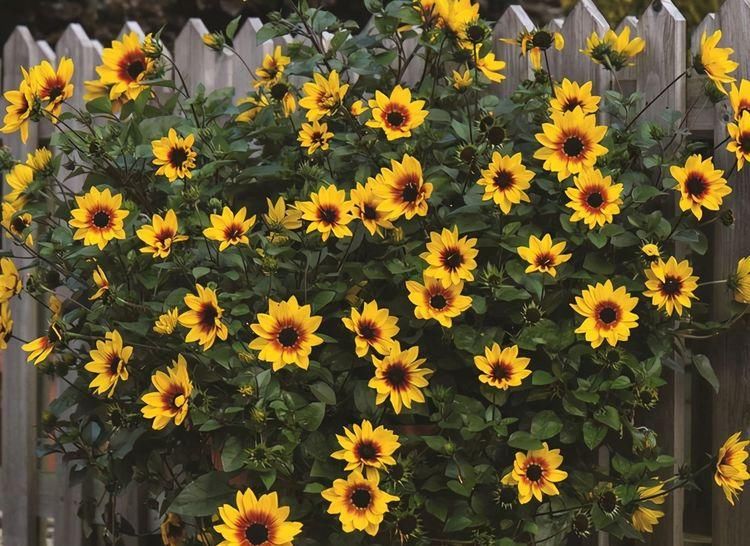 漂亮|6种漂亮花，35度高温不休眠，越热花越多，夏天养花首选