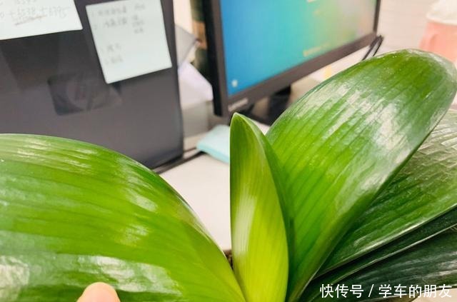 4种花爱喝啤酒,半个月给它喂1盅,越喝叶子越绿!