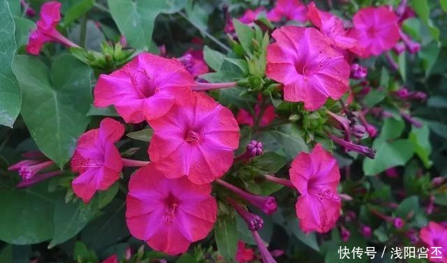 6种花,治蚊子,比蚊香还管用,夏天养10盆也不嫌多!