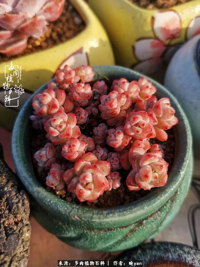 养多肉近四年,一路的走来,阳光总在风雨后!