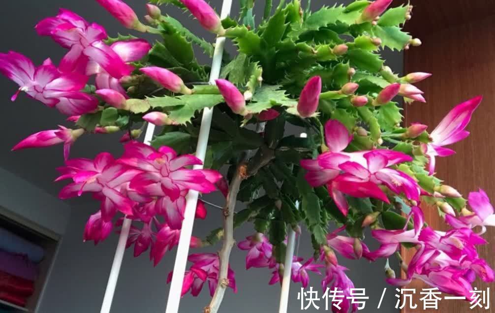 蟹爪兰|真假蟹爪兰,十有八九会认错,“嫁给”仙人掌后,统统开成花大树